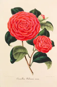 Nouvelle iconographie des Camellias, 1850-1860. Creator: Verschaffelt, Ambroise Alexandre (1825-1886)