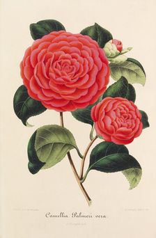 Nouvelle iconographie des Camellias, 1850-1860. Creator: Verschaffelt, Ambroise Alexandre (1825-1886)