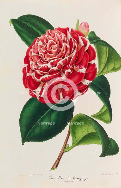 Nouvelle iconographie des Camellias, 1850-1860. Creator: Verschaffelt, Ambroise Alexandre (1825-1886).