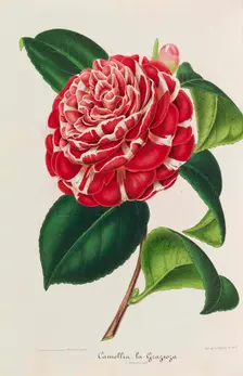 Nouvelle iconographie des Camellias, 1850-1860. Creator: Verschaffelt, Ambroise Alexandre (1825-1886)