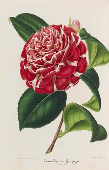 Nouvelle iconographie des Camellias, 1850-1860. Creator: Verschaffelt, Ambroise Alexandre (1825-1886)