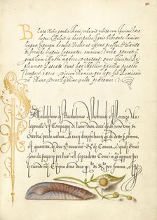Noah's Ark Shell and Sneezewort, 1561-1562; illumination added 1591-1596. Creator: Joris Hoefnagel