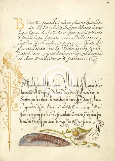 Noah's Ark Shell and Sneezewort, 1561-1562; illumination added 1591-1596. Creator: Joris Hoefnagel.