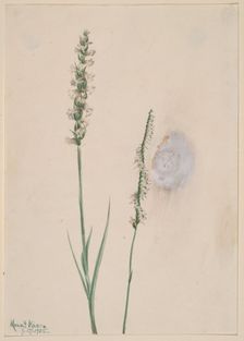 Nodding Ladies-Tresses (Ibidium cernum), 1905. Creator: Mary Vaux Walcott