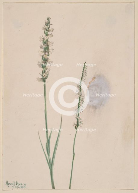 Nodding Ladies-Tresses (Ibidium cernum), 1905. Creator: Mary Vaux Walcott.