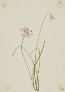 Nodding Onion (Allium cernuum), 1901. Creator: Mary Vaux Walcott