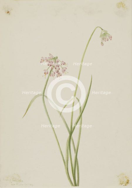 Nodding Onion (Allium cernuum), 1901. Creator: Mary Vaux Walcott.