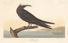 Noddy Tern, 1835. Creator: Robert Havell