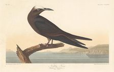 Noddy Tern, 1835. Creator: Robert Havell
