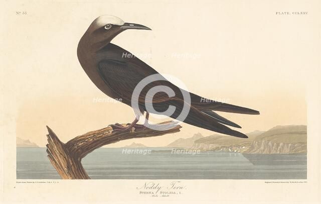 Noddy Tern, 1835. Creator: Robert Havell.