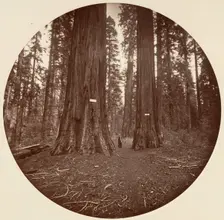 None, ca. 1878. Creator: Carleton Emmons Watkins