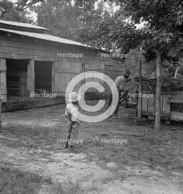 Noon time chores of Negro tenant farmer: feeding the pigs, Granville County, North Carolina, 1939. Creator: Dorothea Lange.