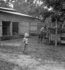 Noon time chores of Negro tenant farmer: feeding the pigs, Granville County, North Carolina, 1939. Creator: Dorothea Lange