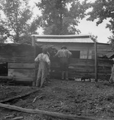 Noon time chores of Negro tenant farmer..., Granville County, North Carolina, 1939. Creator: Dorothea Lange