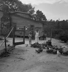 Noontime chores: feeding chickens..., Granville County, North Carolina, 1939. Creator: Dorothea Lange