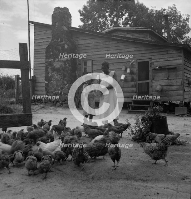 Noontime chores: feeding chickens on Negro tenant farm, Granville County, North Carolina, 1939. Creator: Dorothea Lange.