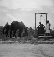 Noontime chores, Granville County, North Carolina, 1939. Creator: Dorothea Lange