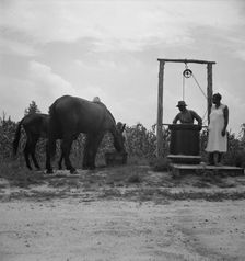 Noontime chores, Granville County, North Carolina, 1939. Creator: Dorothea Lange