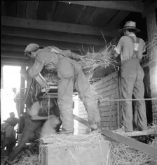 North Carolina threshing, 1936. Creator: Dorothea Lange