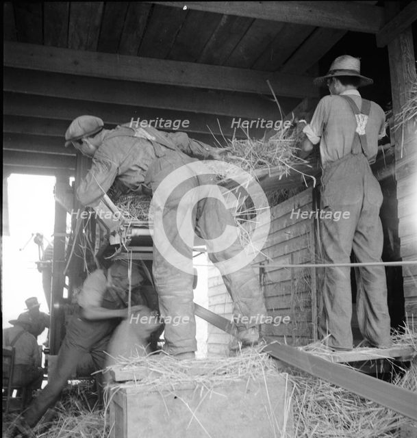 North Carolina threshing, 1936. Creator: Dorothea Lange.