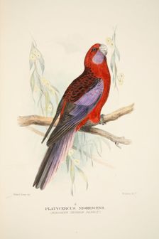 Northern Crimson Parrot, pub. 1916 (hand coloured engraving). Creator: Roland Green (1896 - 1972)