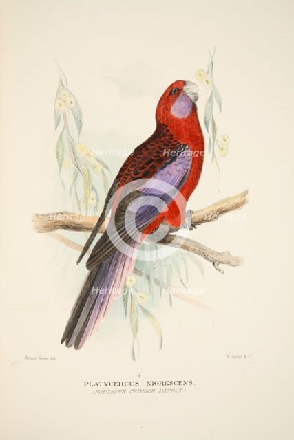 Northern Crimson Parrot, pub. 1916 (hand coloured engraving). Creator: Roland Green (1896 - 1972).