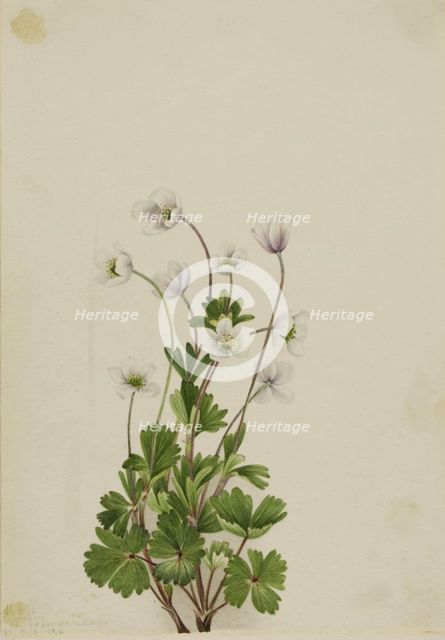 Northern Anemone (Anemone parviflora), 1924. Creator: Mary Vaux Walcott.