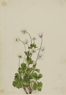 Northern Anemone (Anemone parviflora), 1924. Creator: Mary Vaux Walcott