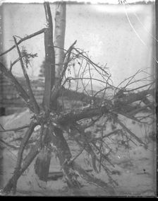 Northern Alaska Exploring Expedition, 1884-1886. Creator: Unknown