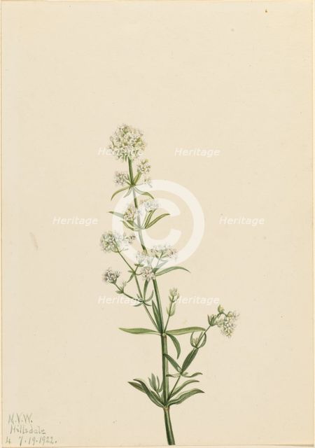 Northern Bedstraw (Galium boreale), 1922. Creator: Mary Vaux Walcott.