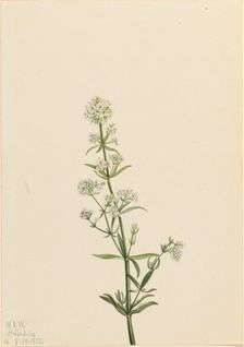 Northern Bedstraw (Galium boreale), 1922. Creator: Mary Vaux Walcott