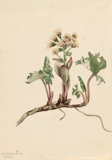 Northern Butterbur (Petasites hyperboreus), 1916. Creator: Mary Vaux Walcott