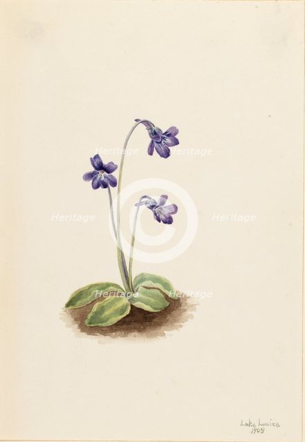 Northern Butterwort (Pinguicula vulgaris), 1903. Creator: Mary Vaux Walcott.