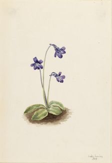 Northern Butterwort (Pinguicula vulgaris), 1903. Creator: Mary Vaux Walcott