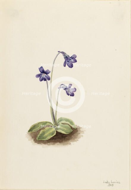 Northern Butterwort (Pinguicula vulgaris), 1903. Creator: Mary Vaux Walcott.