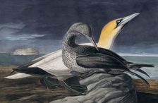 Northern Gannet, Morus Bassanus, 1845