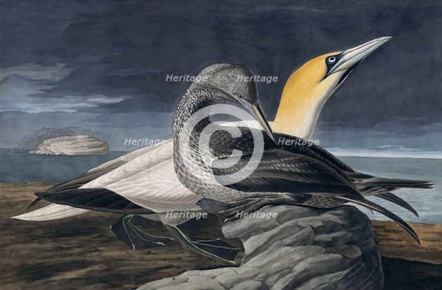 Northern Gannet, Morus Bassanus, 1845.