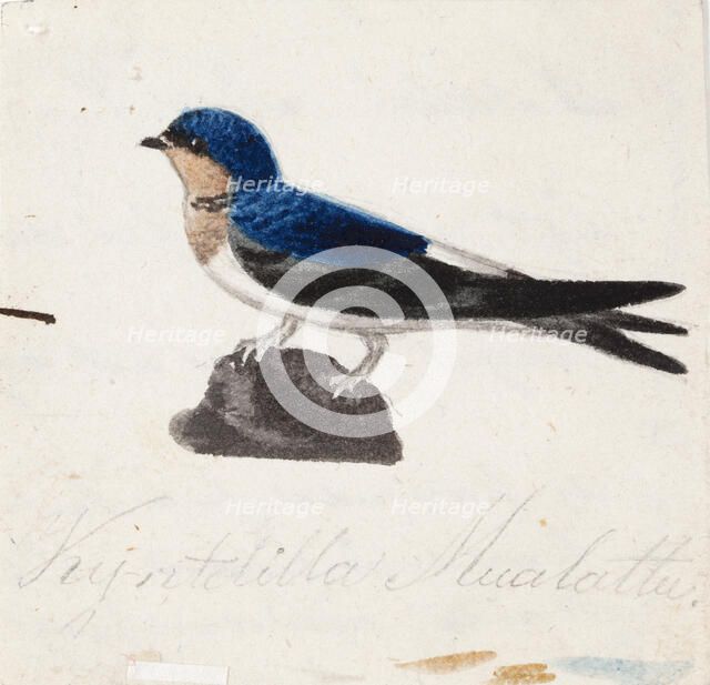 Northern House Martin, 1830-1835. Creator: Ferdinand von Wright.