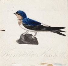 Northern House Martin, 1830-1835. Creator: Ferdinand von Wright