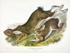 Northern Hare, Lepus Americanus, 1845