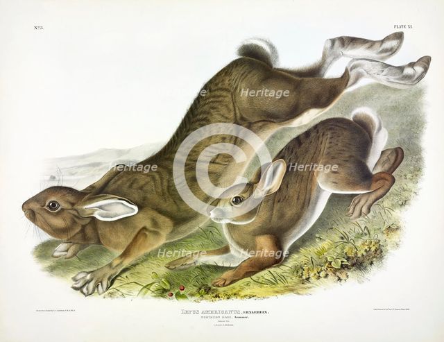 Northern Hare, Lepus Americanus, 1845.