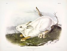 Northern Hare, Lepus Americanus, 1845