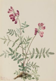 Northern Hedysarum (Hedysarum boreale), 1916. Creator: Mary Vaux Walcott