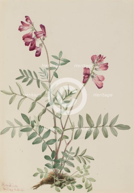 Northern Hedysarum (Hedysarum boreale), 1916. Creator: Mary Vaux Walcott.