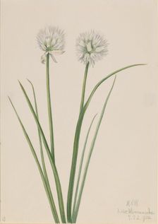 Northern Onion (Allium sibiricum), 1920. Creator: Mary Vaux Walcott