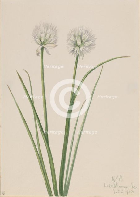 Northern Onion (Allium sibiricum), 1920. Creator: Mary Vaux Walcott.