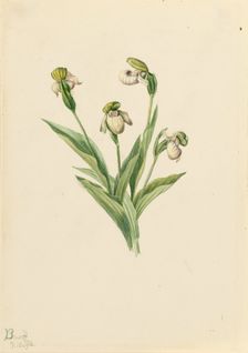 Northern Lady's Slipper (Cypripedium passerinum), 1916. Creator: Mary Vaux Walcott