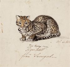 Northern Tiger Cat, 1829. Creator: Wilhelm von Wright