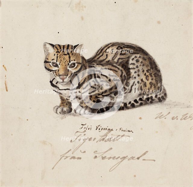 Northern Tiger Cat, 1829. Creator: Wilhelm von Wright.