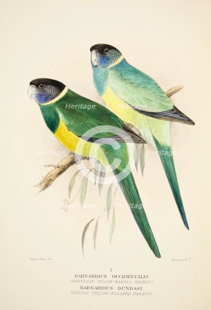 Northern Yellow Banded Parrot and Dundas Yellow Collared Parrot, pub. 1916 (hand coloured engraving) Creator: Roland Green (1896 - 1972).
